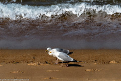 2023-03-19_14-38-35-15