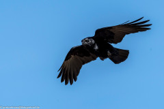 2023-03-19_14-39-10-16