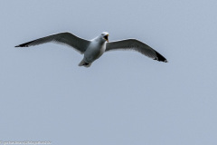 2023-03-26_10-31-40-2