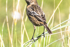 2023-03-26_14-20-19-7