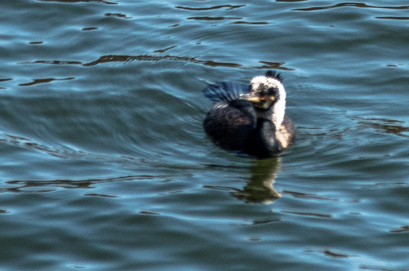 2020_03_26-13_45_26_19