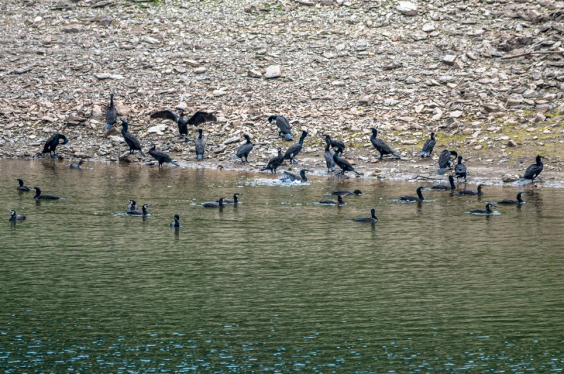 2020_06_11-13_37_14_7