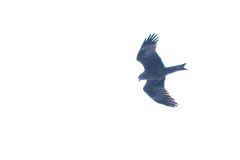 2020_03_26-13_20_23_17