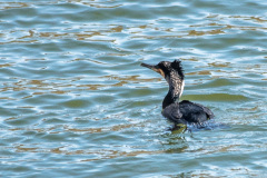 2020_03_26-14_08_20_35