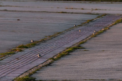 2020_03_26-18_43_10_75