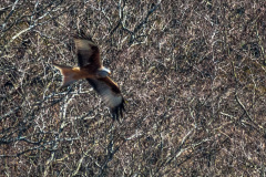 2020_03_26-13_08_54_11