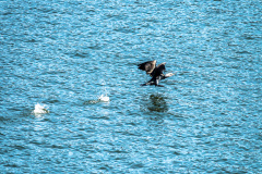 2020_03_26-13_18_43_16