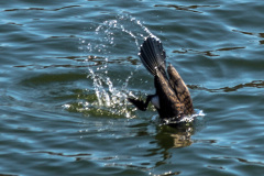 2020_03_26-13_45_33_20