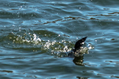 2020_03_26-13_45_33_21