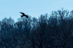 2020_03_26-13_50_59_23