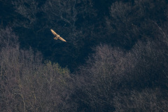 2020_03_26-13_59_44_26