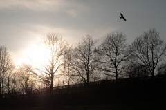 2020_03_26-17_45_10_63