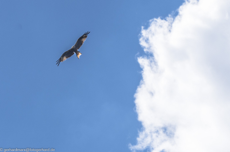 2022-08-06_12-38-12-5