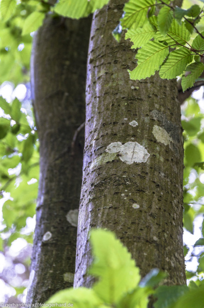 2022-08-06_12-45-32-6