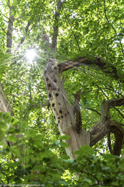 2022-08-06_13-07-09-7