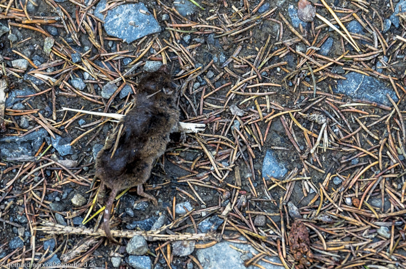 2022-08-06_13-17-31-9