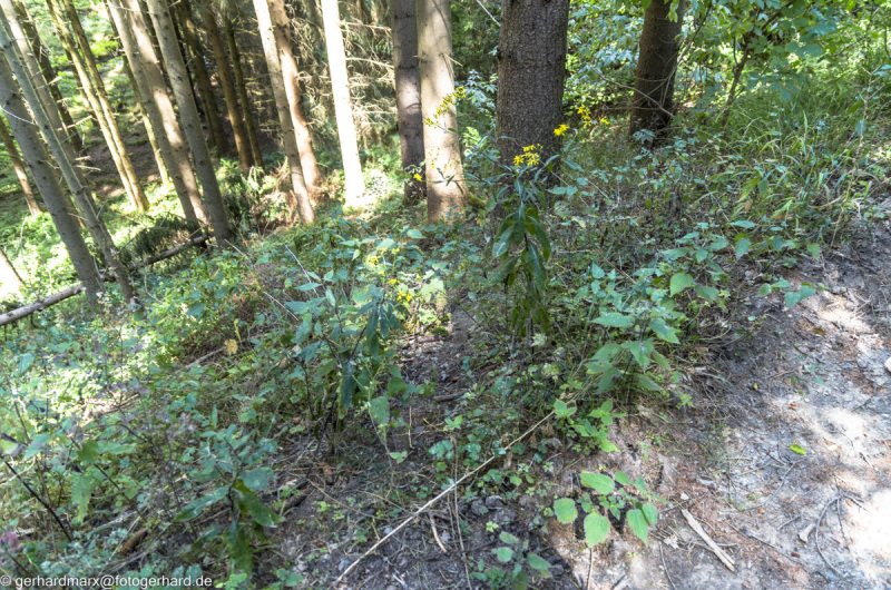 2022-08-06_13-17-59-10