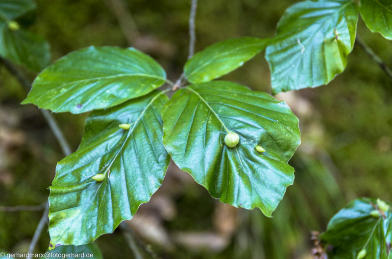 2022-08-06_14-03-04-19