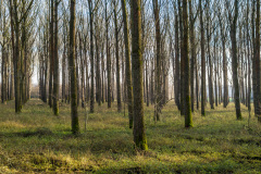 Worringer Bruch, Monokultur