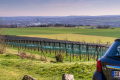 Brombeerplantage