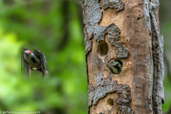 2024-06-05_15-03-35-19