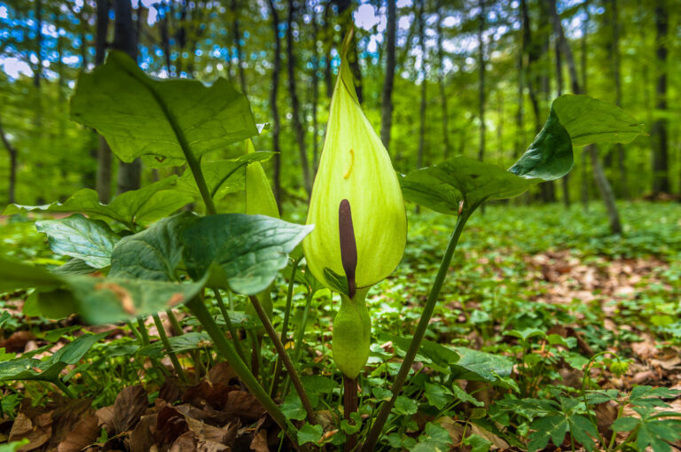 Natur