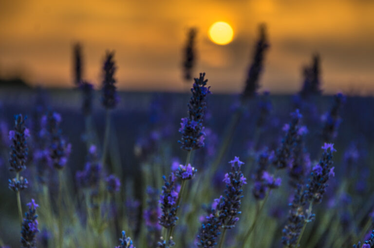 Provence