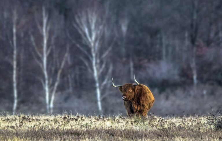 Drover Heide