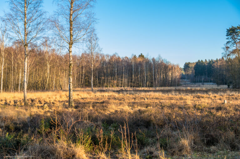 Ohligser Heide