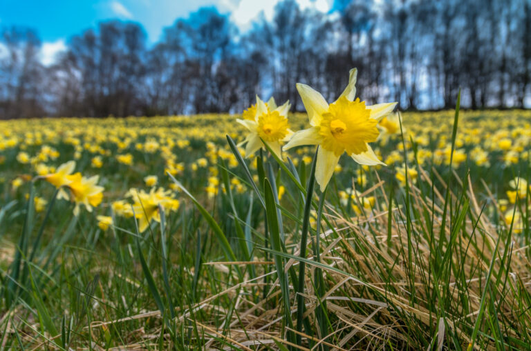 Narzissenblüte im Perlebachtal