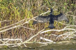 Kormoran